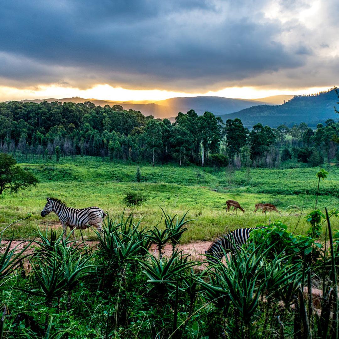 Swaziland
